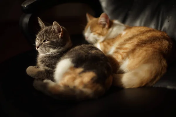 Dwa Słodkie Kocięta Reszta Czarnym Skórzanym Fotelu Biurowym — Zdjęcie stockowe