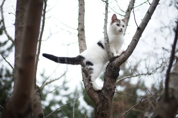 Gatinho Branco Bonito Andar Uma Árvore Retrato Gato Doméstico Natureza — Fotografia de Stock