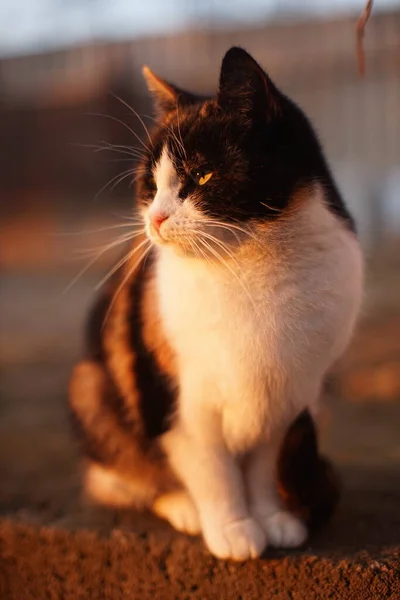 Tricolor cat sitting in a sunny yard. Meets the sunset
