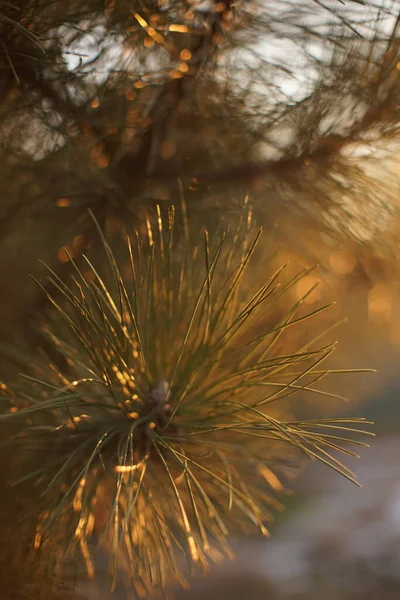 Ramo Pino Lussureggiante Primo Piano Tramonto Focus Selettivo — Foto Stock