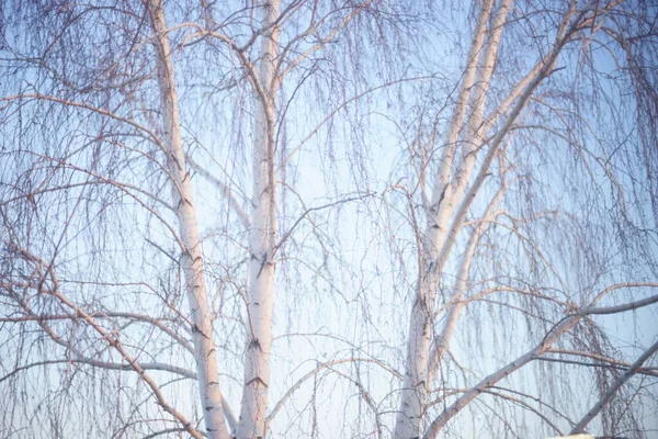 青い空に裸の枝を持つ白樺の木 — ストック写真