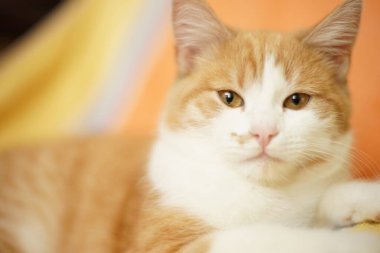 Kehribar gözlü güzel kızıl beyaz kedi. Yüze yakın çekim. Evcil hayvan portresi..