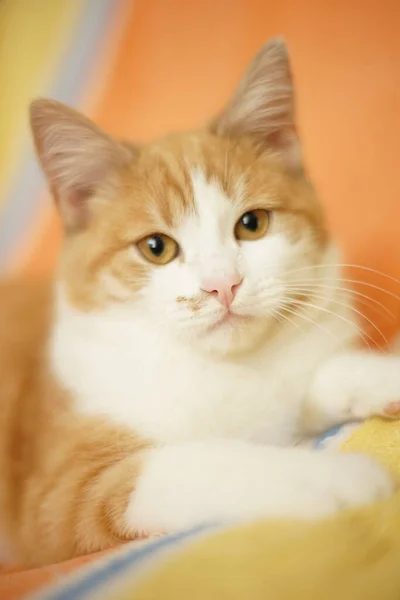 Schönes Weißes Kätzchen Mit Bernsteinfarbenen Augen Großaufnahme Rotes Katzengesicht Porträt — Stockfoto