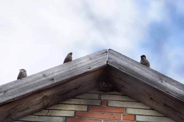 麻雀坐在房顶上 蓝天背景 — 图库照片