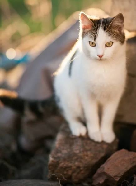 美しい白い子猫が石の上に座っている — ストック写真