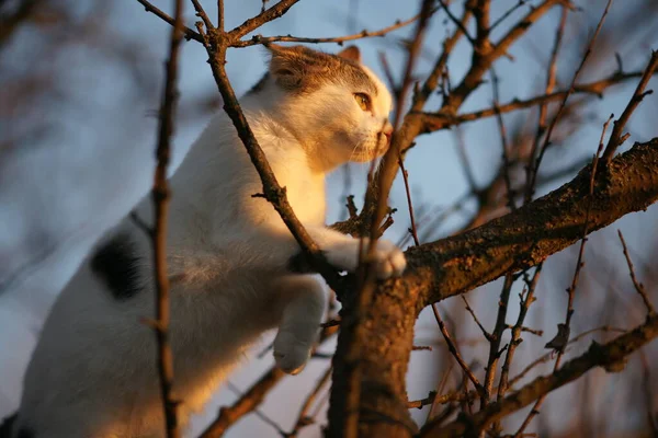 Λευκή Γάτα Σκαρφαλώνει Κλαδιά Δέντρων Ηλιοβασίλεμα — Φωτογραφία Αρχείου