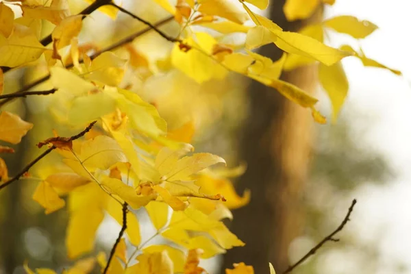 Дерево Жовтим Листям Осінньому Лісі — стокове фото