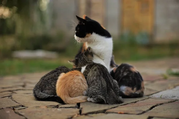 Gatto Allattamento Adulti Cinque Gattini Latte Nel Cortile — Foto Stock