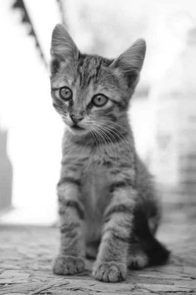 Güzel Tekir Kedi Portresi Dışarıda Oturan Sevimli Gri Kedi Sahte — Stok fotoğraf