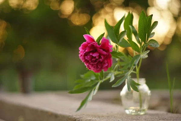 Magenta Różowy Kwiat Piwonii Wazonie Wiosenny Ogród Kwiaty Widok Boczny — Zdjęcie stockowe