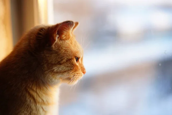 Ginger Bonito Rosto Gato Close Retrato Pet Olha Pela Janela — Fotografia de Stock