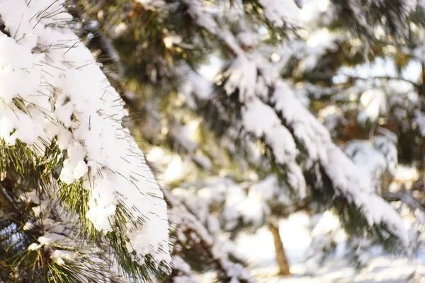 Closeup Pine Branches Covered Snow Sunny Forest — Stok fotoğraf