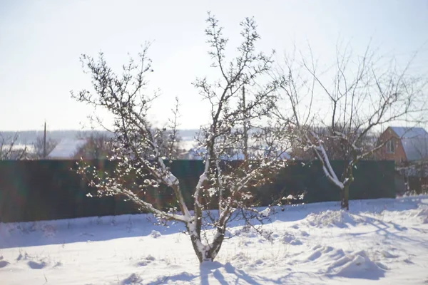 Pêra Seca Árvore Crescer Branco Jardim Rural Nevado — Fotografia de Stock