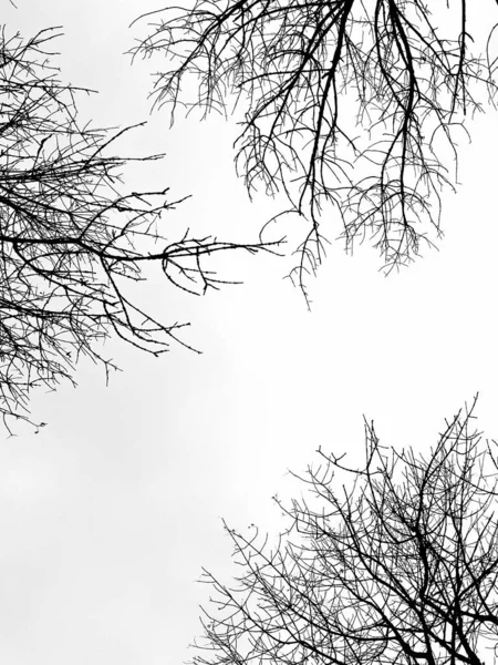 白い空を背景に背の高い木を産む 秋の森 — ストック写真