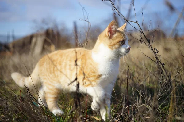 Lindo Gatito Jengibre Caminar Hierba Seca Caza Gatos Soleado Jardín — Foto de Stock