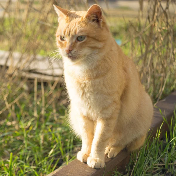 Gato Gengibre Bonito Sentado Jardim Ensolarado — Fotografia de Stock