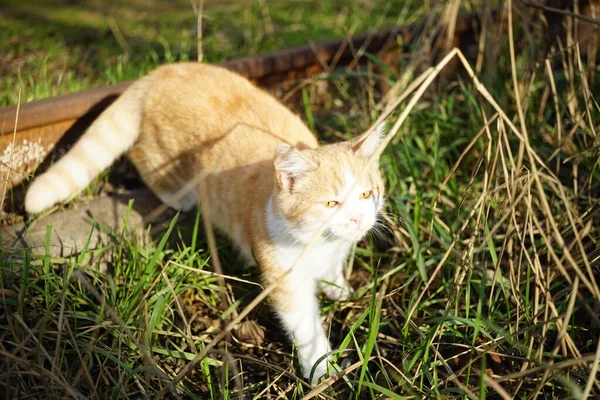 可爱的生姜猫咪在阳光灿烂的花园里散步 — 图库照片