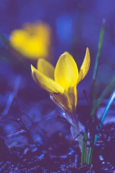 Fleur Crocus Jaune Pousse Dans Jardin Minuit Bleu Foncé — Photo