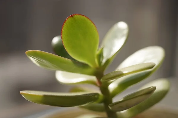 Jonge Spruitgeldboom Crassula Bloem Closeup — Stockfoto