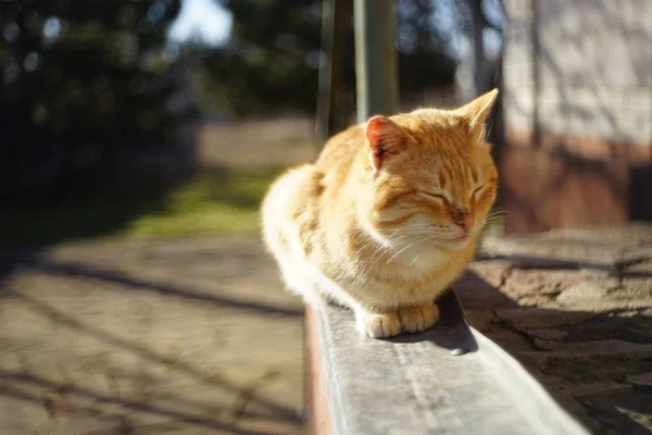 Kızıl Kedi Güneşli Bahçede Rahatlamış — Stok fotoğraf