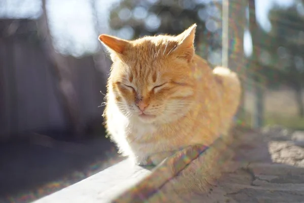 Loovely ginger cat relax in the sunny outdoor.