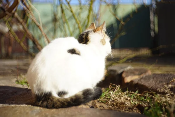 Chat Blanc Détendu Dans Cour Ensoleillée Portrait Animal Relaxant — Photo