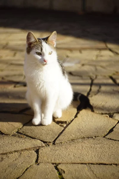 白い猫が日当たりの良い道に座っている ペットの肖像画をリラックス 野生石舗装 — ストック写真