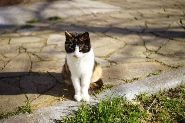 Gato Tricolor Sentado Pátio Ensolarado Relaxante Pet Retrato — Fotografia de Stock