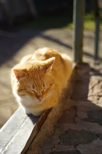 Лоскотно Імбирний Кіт Відпочиває Сонячному Подвір — стокове фото