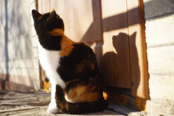 Tricolor Gato Sentado Patio Soleado Cerca Puerta — Foto de Stock