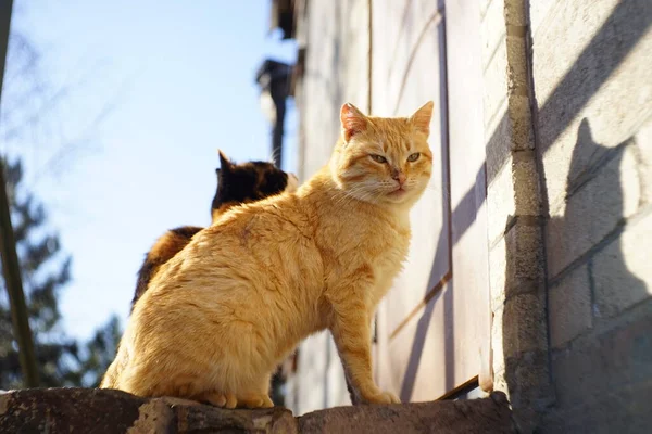 Czerwone Trójkolorowe Koty Siedzą Słonecznym Podwórku Pobliżu Drzwi Czekają Właściciela — Zdjęcie stockowe