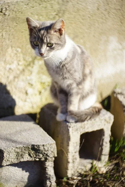 Gatinho Cinza Senta Uma Pedra Quintal Ensolarado Relaxante Pet Retrato — Fotografia de Stock