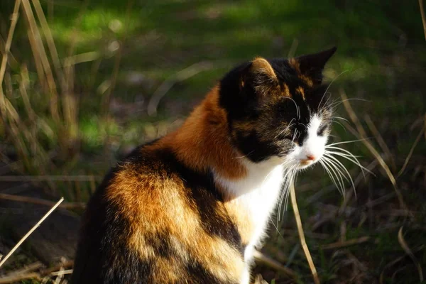 Tricolor Cat Sitting Sunny Garden Relaxing Pet Portrait Closeup — Stock Photo, Image