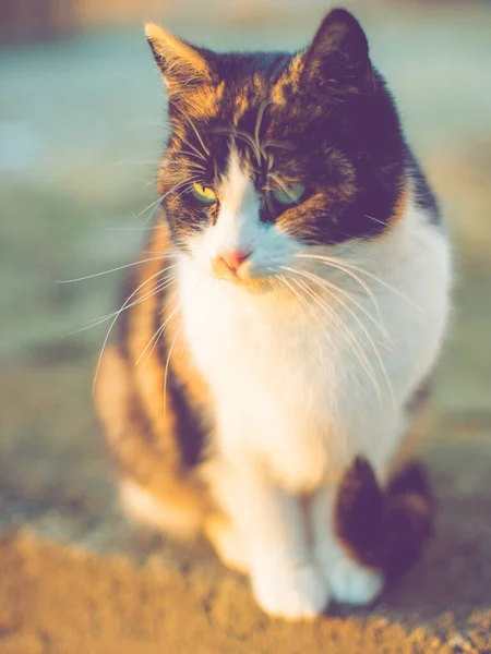 Cute tricolor cat sitting in a sunny yard. Meets the sunset