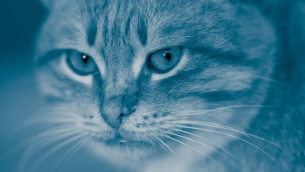Modrá Kočičí Tvář Zblízka Portrét Kočky Cheshire — Stock fotografie