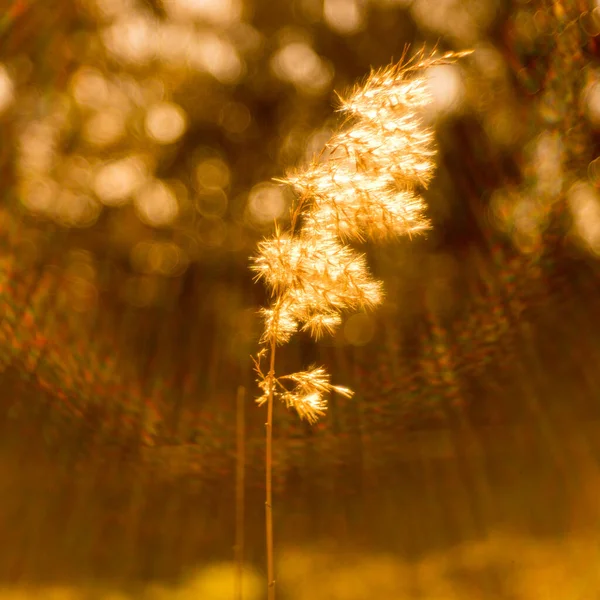 红草蓬松的头在天然棕色模糊的背景下 太阳光和Bokeh圆 — 图库照片