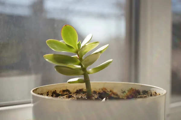 Young sprout money tree grow in a white pot. Crassula flower on the sunny windowsill