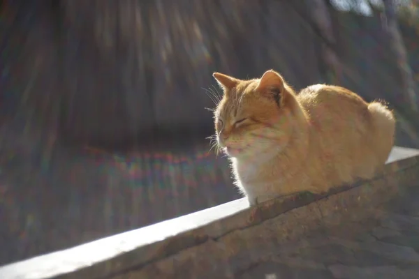 Lindo Gato Gengibre Relaxar Quintal Ensolarado Relaxante Pet Retrato Livre — Fotografia de Stock