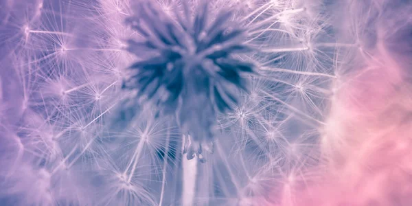 Cabeza Flor Diente León Esponjoso Violeta Rosa Púrpura Tarjeta Diseño —  Fotos de Stock