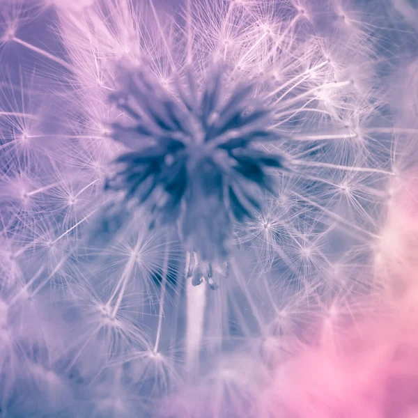 Fluffy dandelion flower head. Purple pink violet floral abstract