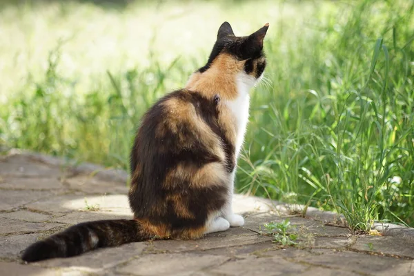 夏の庭に座って緑の芝生を見ている招き猫三色猫 サイドビュー — ストック写真