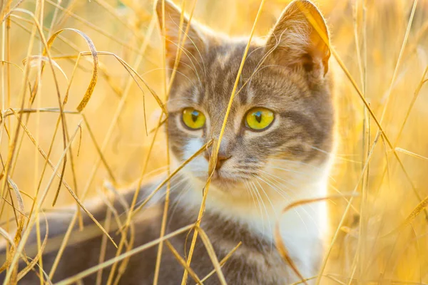 Söt Trefärgad Kattunge Den Torra Gyllene Gräs Härlig Kattjakt Den — Stockfoto