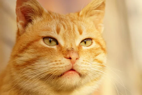 Niedliche Ingwerkatze Gesicht Nahaufnahme Cheshire Katze — Stockfoto