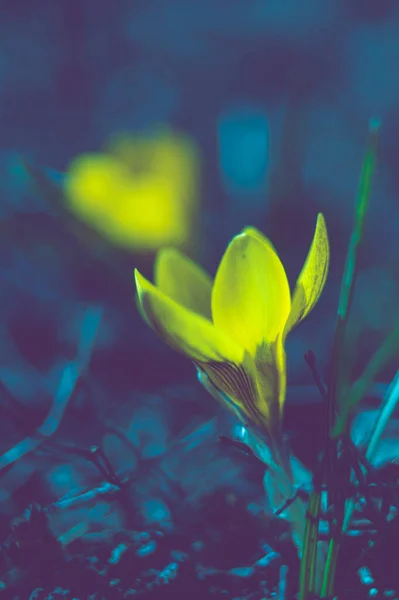 크로커스꽃은 어두운 정원에서 자란다 — 스톡 사진