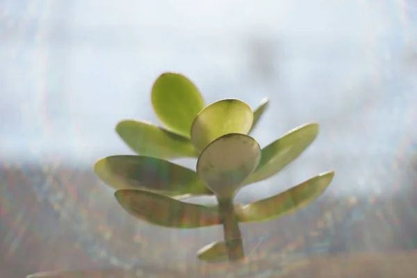 Young sprout money tree grow in a pot. Crassula flower closeup.