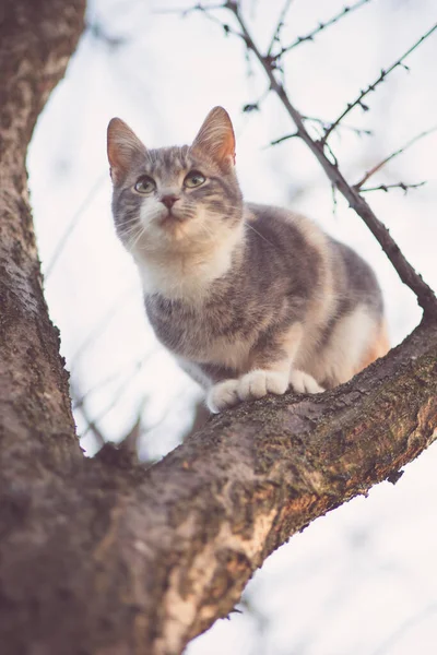 Söt Tricolor Ung Katt Sitter Ett Torrt Träd — Stockfoto