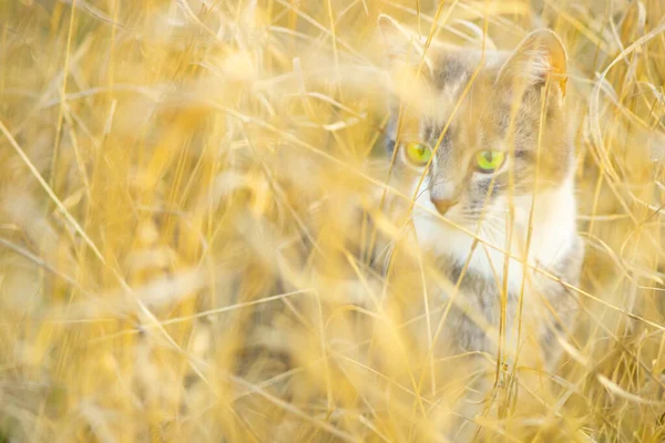 乾燥した黄金の草の中をかわいい子猫歩く 日当たりの良い庭で素敵な若い猫狩り — ストック写真