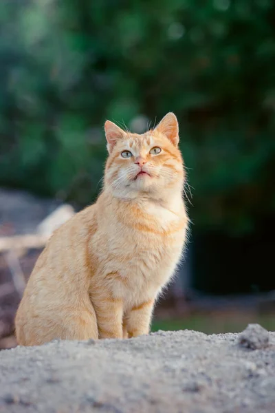 Bahçede kırmızı bir kedi oturuyor. Kedi portresi