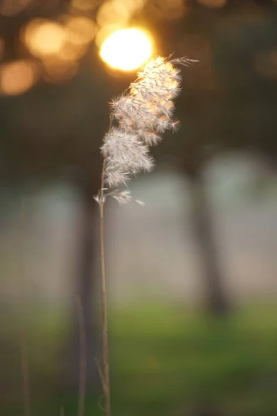 Flauschiges Gras Vor Unscharfem Hintergrund Bei Sonnenuntergang — Stockfoto