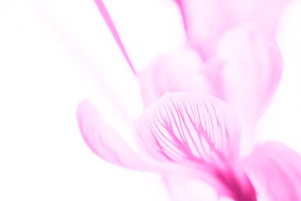 Růžový Krokus Izolované Bílé Pozadí Karta Návrhu — Stock fotografie